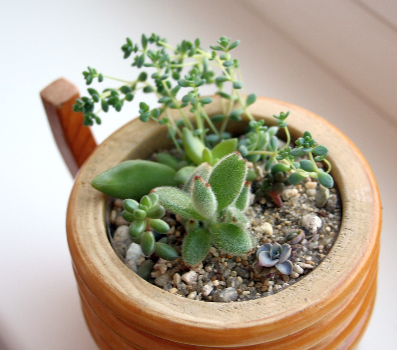 My neighbors, but not Totoro) - My, Succulents, Cactus, Lithops, Houseplants, Amazing, Botany, Longpost