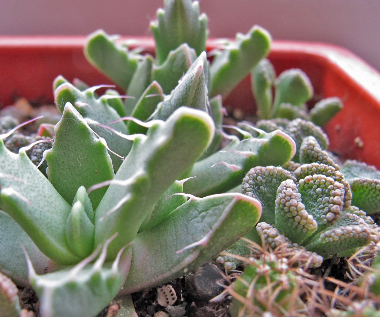 My neighbors, but not Totoro) - My, Succulents, Cactus, Lithops, Houseplants, Amazing, Botany, Longpost