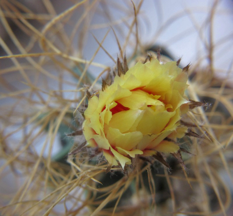 My neighbors, but not Totoro) - My, Succulents, Cactus, Lithops, Houseplants, Amazing, Botany, Longpost