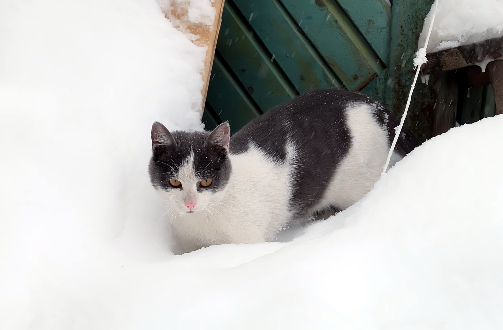 Magadan. Kittens are looking for owners - My, cat, , In good hands, Longpost