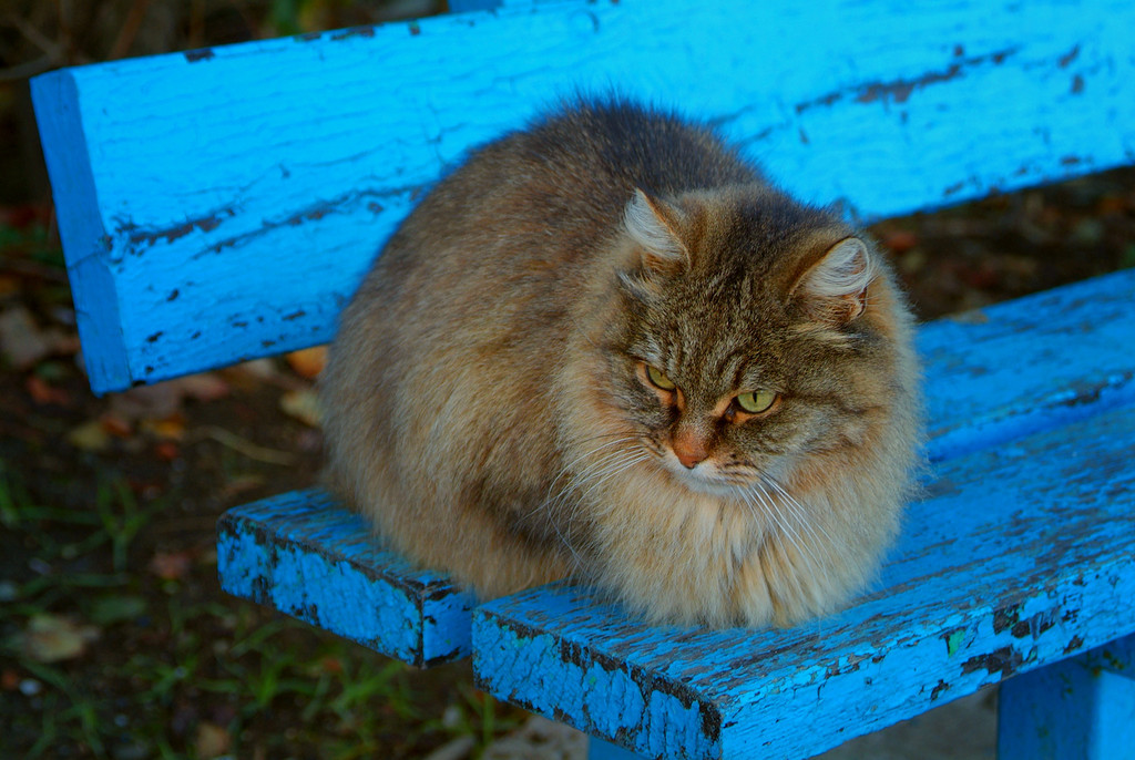 Про собаку и кошку - Моё, Фотография, Животные, Кот, Собака, Fuji, Fujifilm, S3pro