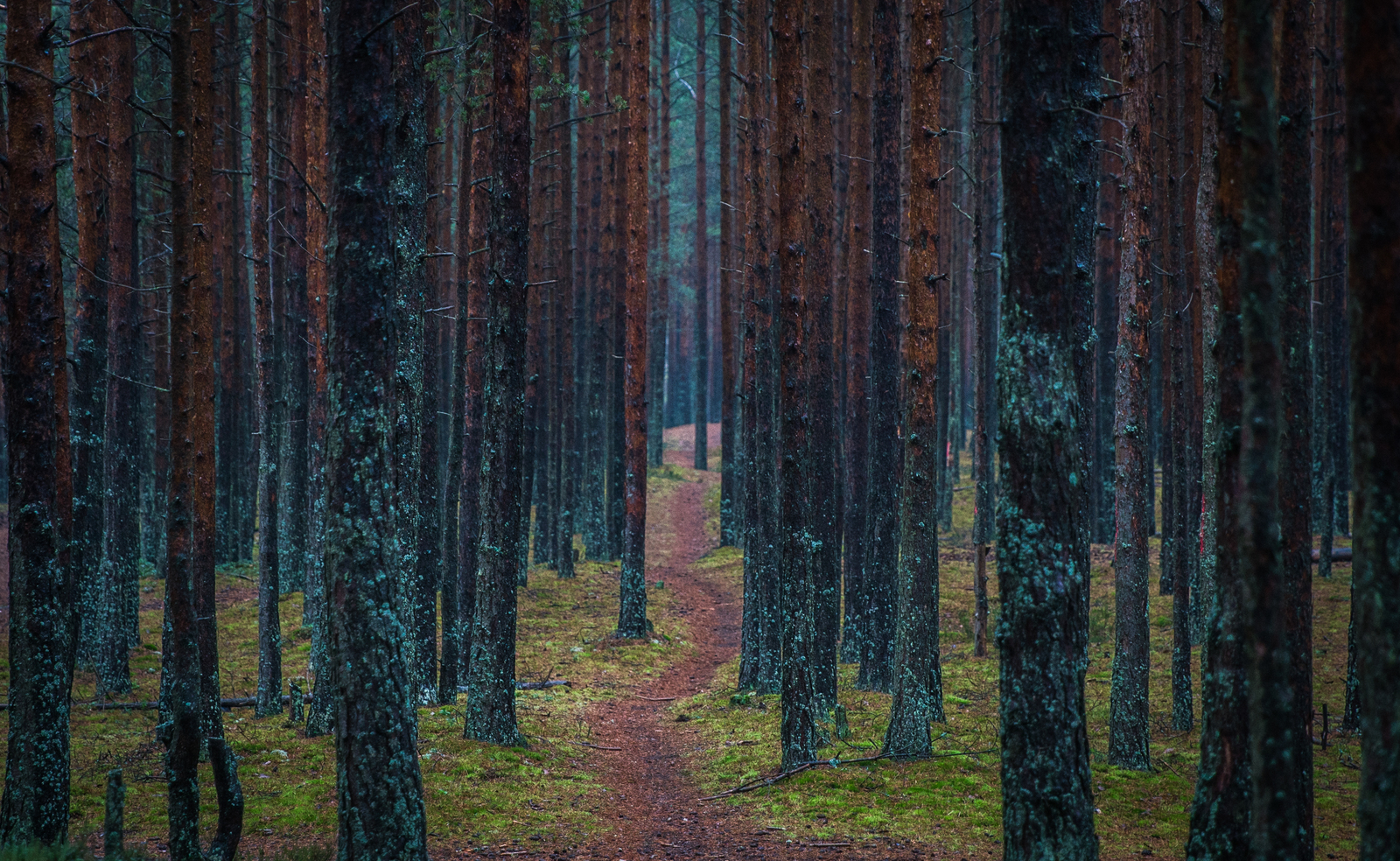 Sestroretsky spill in November - My, Sestroretsk, Spill, Mushrooms, Wave, Forest, Canon 24-70, Longpost