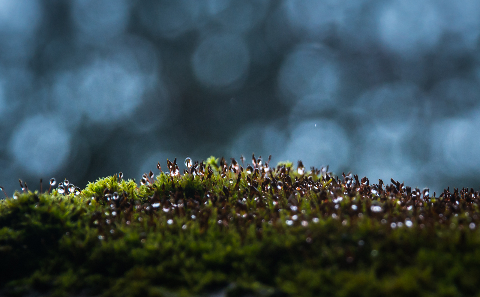 Sestroretsky spill in November - My, Sestroretsk, Spill, Mushrooms, Wave, Forest, Canon 24-70, Longpost