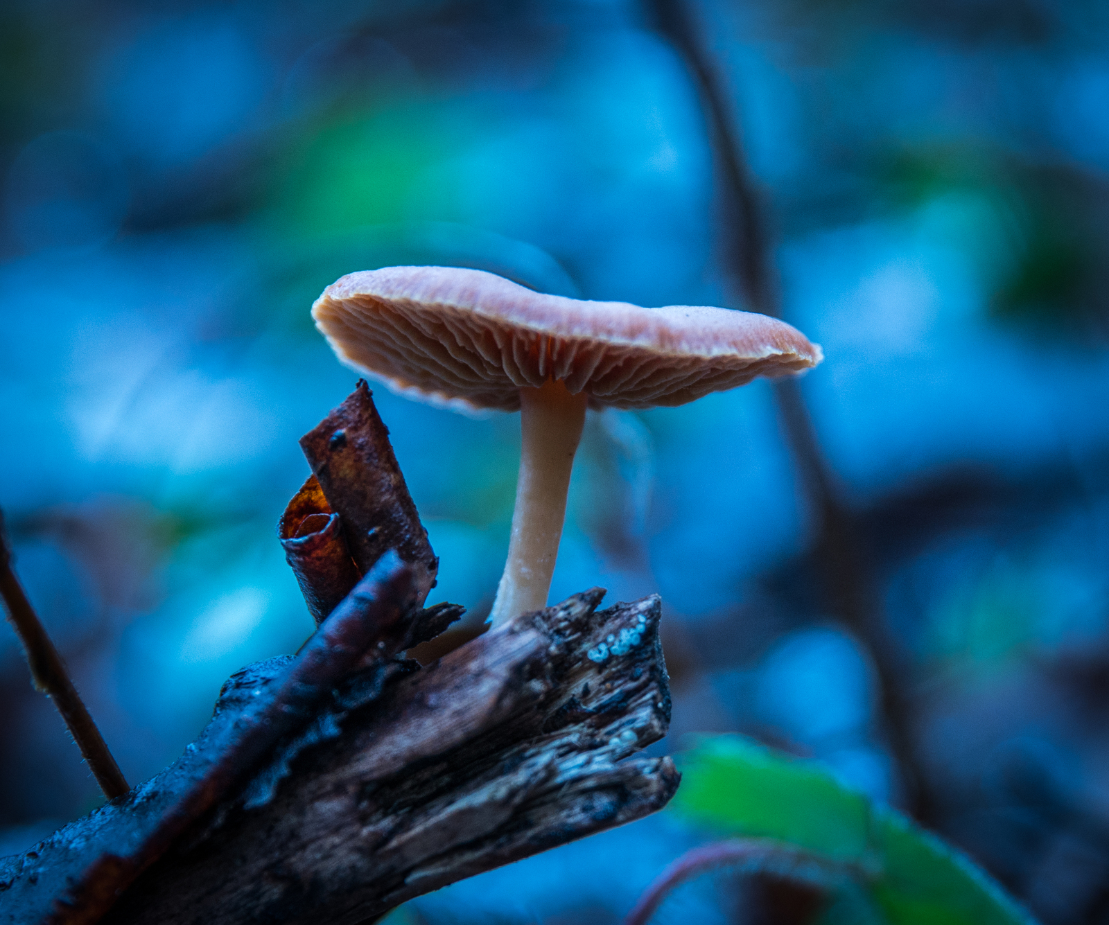 Sestroretsky spill in November - My, Sestroretsk, Spill, Mushrooms, Wave, Forest, Canon 24-70, Longpost