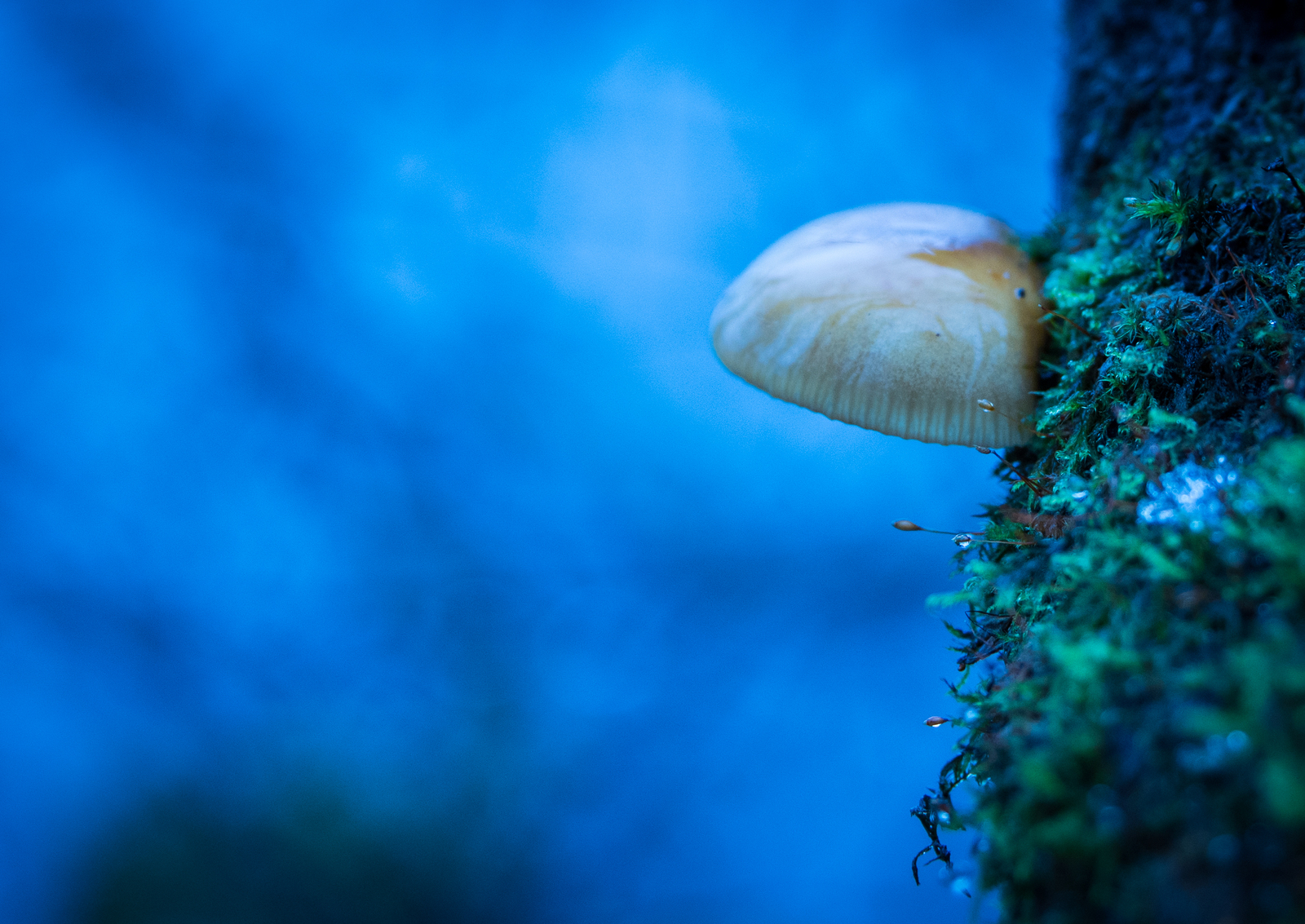 Sestroretsky spill in November - My, Sestroretsk, Spill, Mushrooms, Wave, Forest, Canon 24-70, Longpost