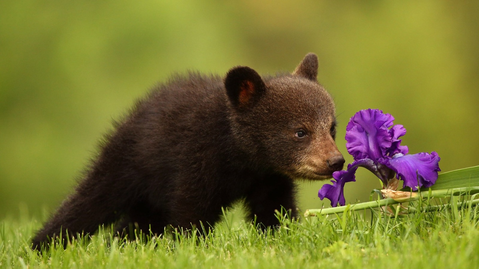 Медведик:) - Фотография, Природа, Животные, Медведь, Детеныш, Милота, Медведи