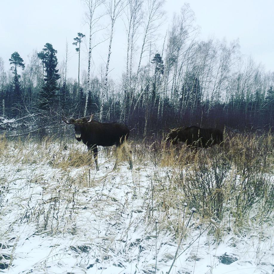 Moose in Moscow - My, Elk, Moscow, Elk Island, The photo, Nature