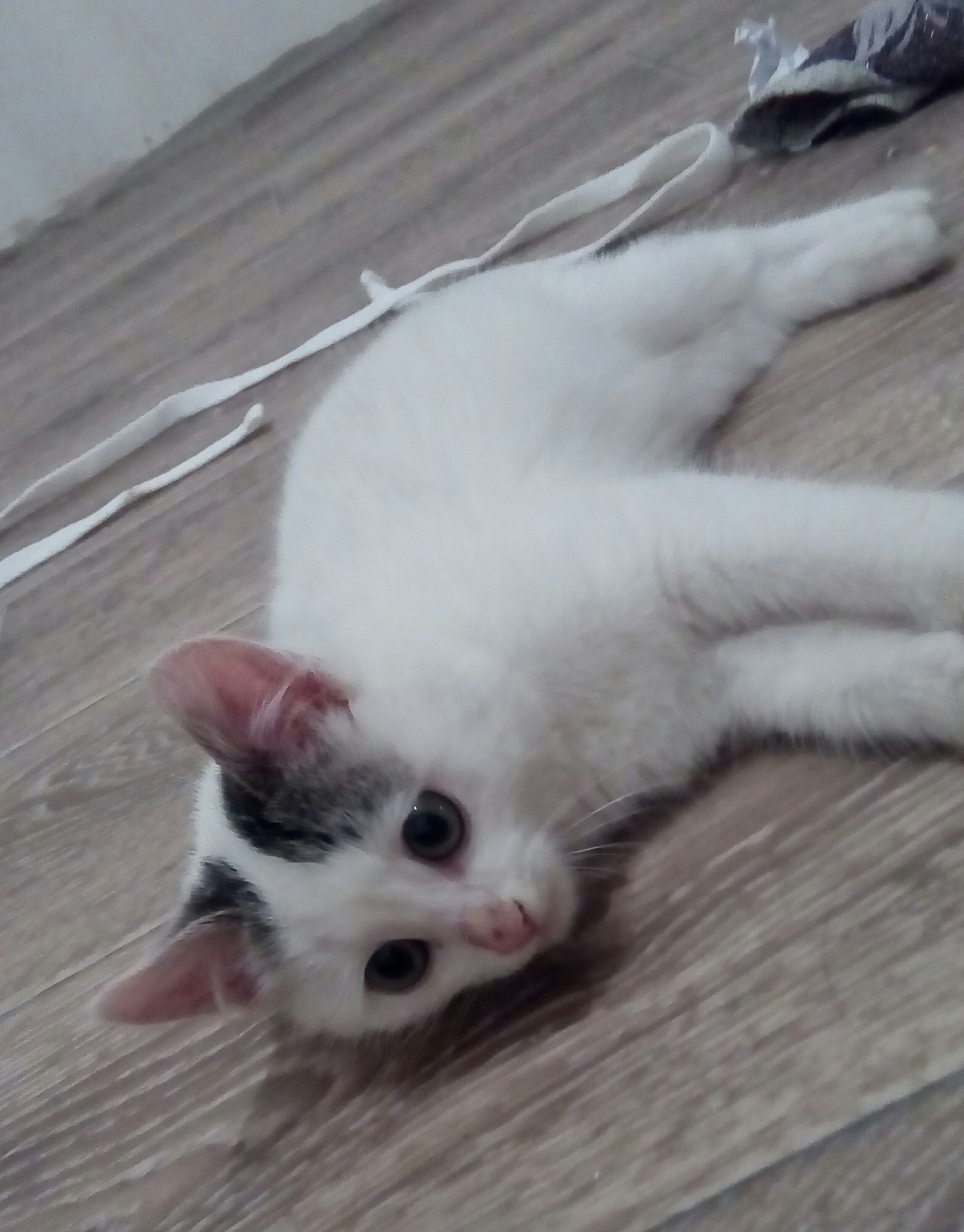 Saratov! I will give a kitten in good hands - My, Help, Saratov, cat, Helping animals