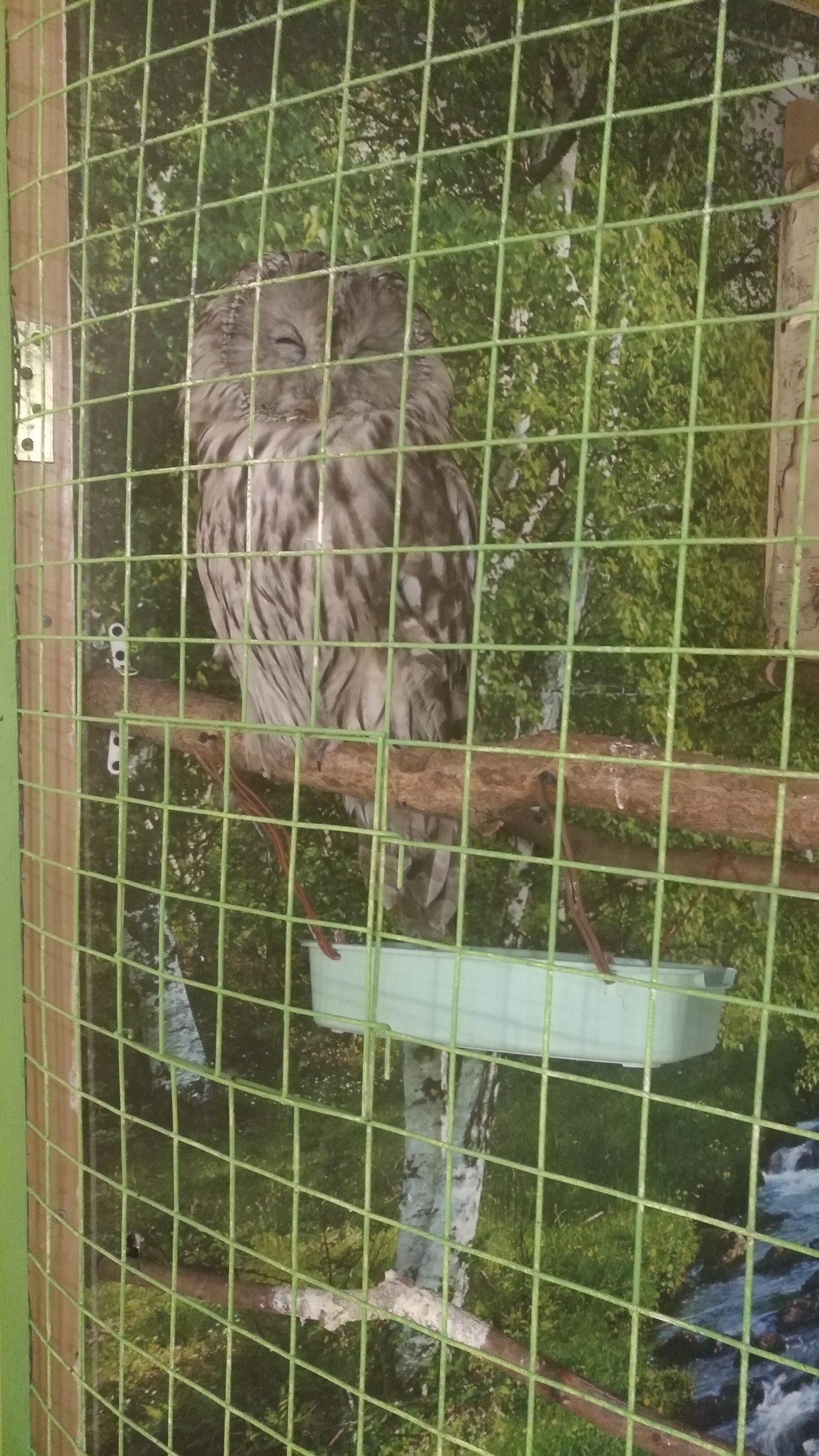 Blindfold from a veterinary clinic :) - Tawny owl, House owls, Longpost