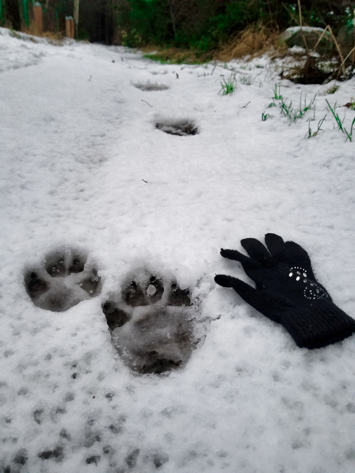 Paw print and a step: where are you, little friend? - My, Track, Scarecrow, Longpost