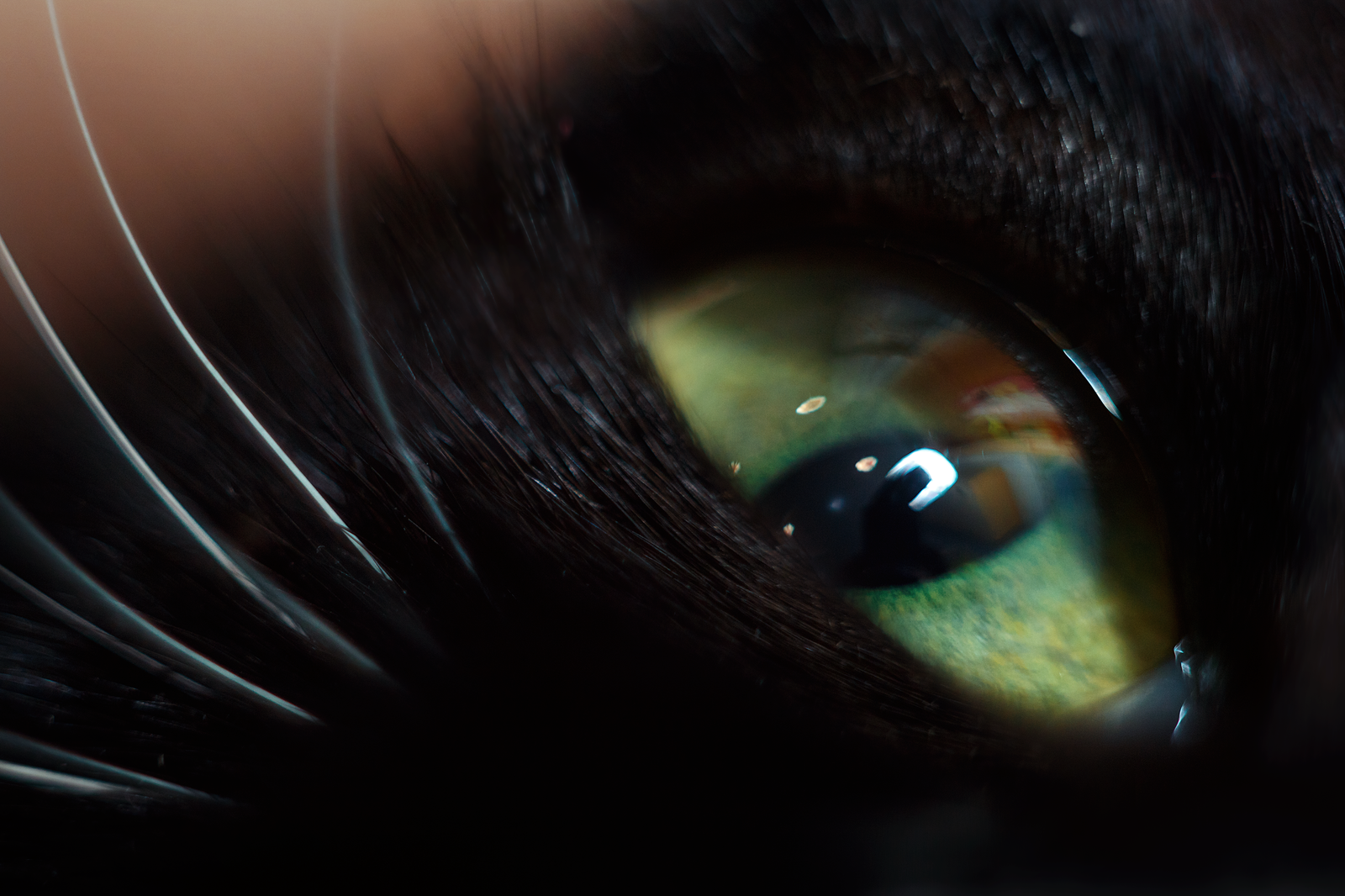 cat in detail - My, cat, The photo, Helios, Macro rings, Nose, Longpost, Helios