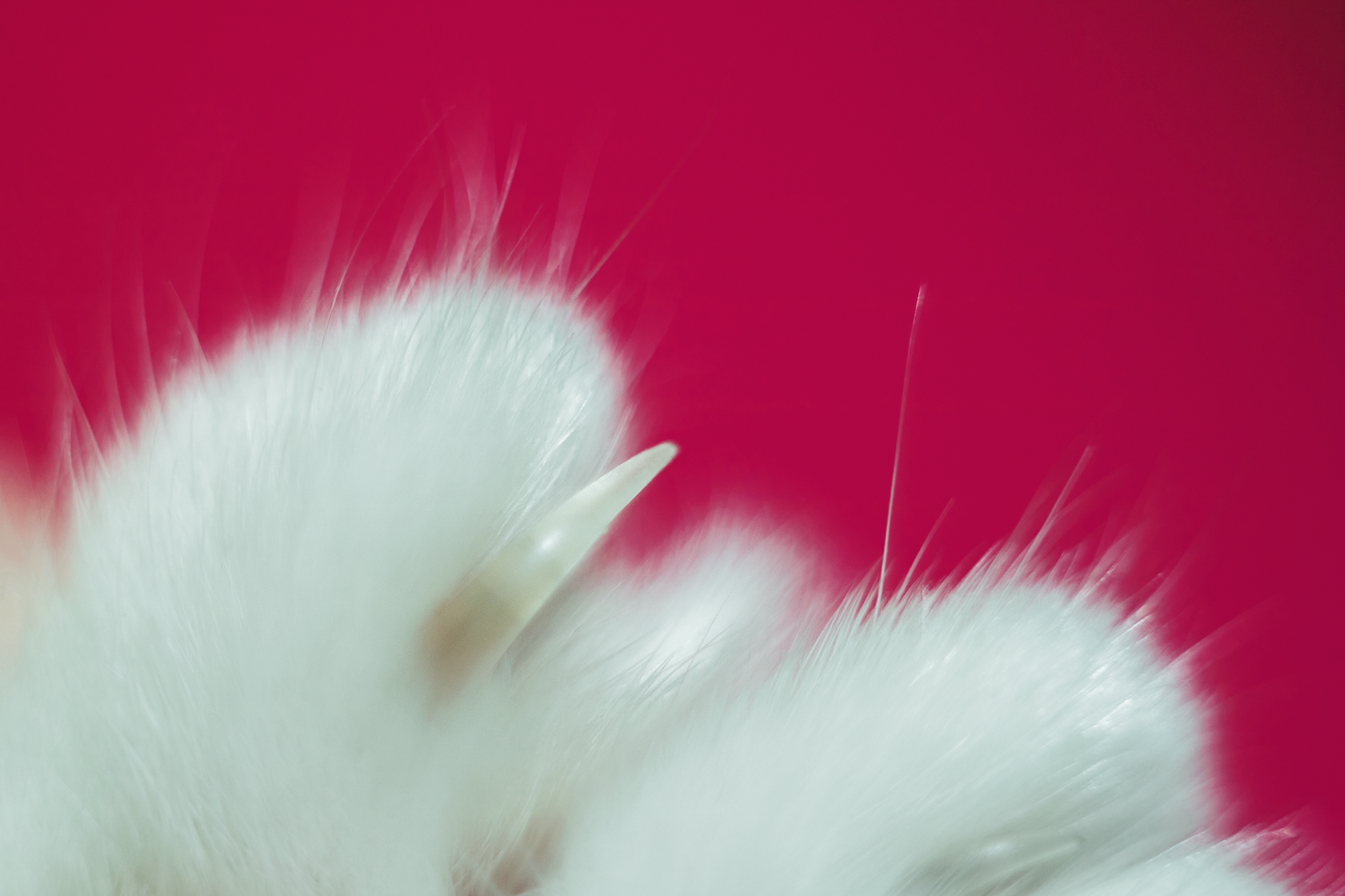 cat in detail - My, cat, The photo, Helios, Macro rings, Nose, Longpost, Helios