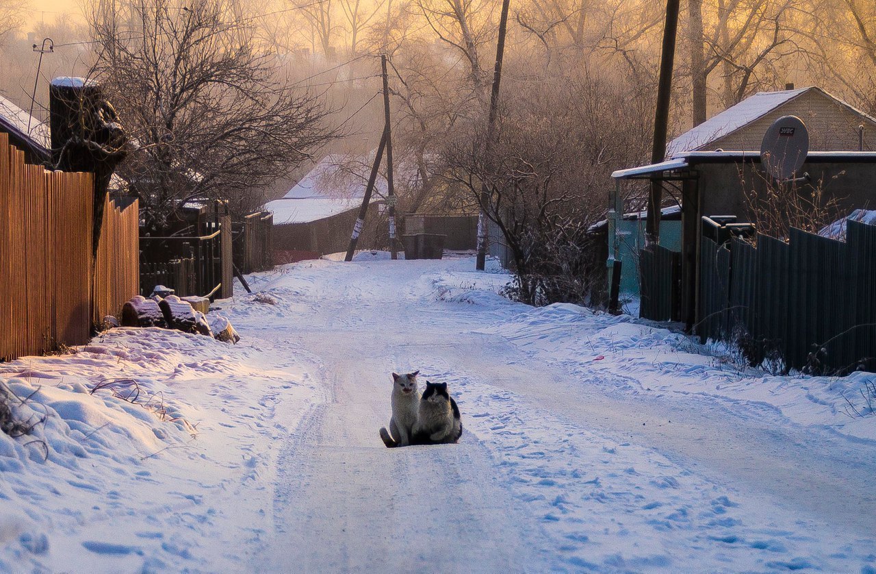 Два друга - Кот, Друзья, Деревня, Зима, Фотография