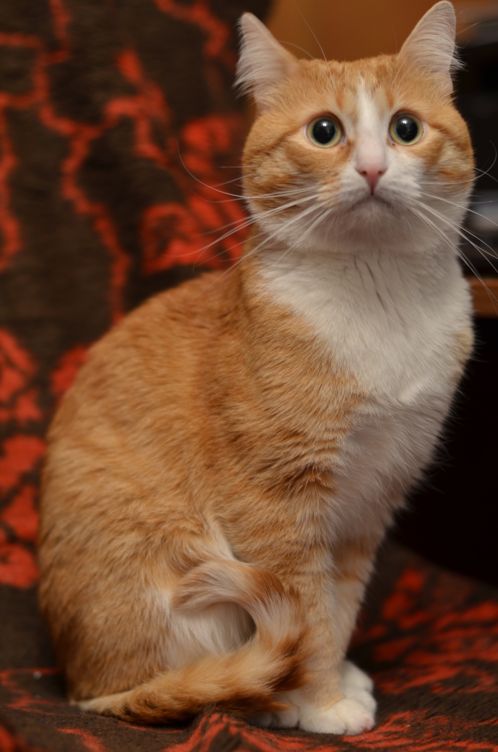 Cat Barsun - red, striped, coward) - My, cat, Redheads, Fluffy, Longpost