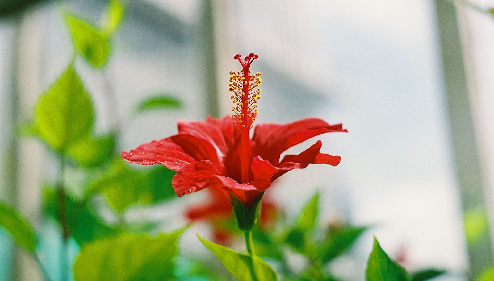 Scarlet flower - My, Flowers, The photo, Plants