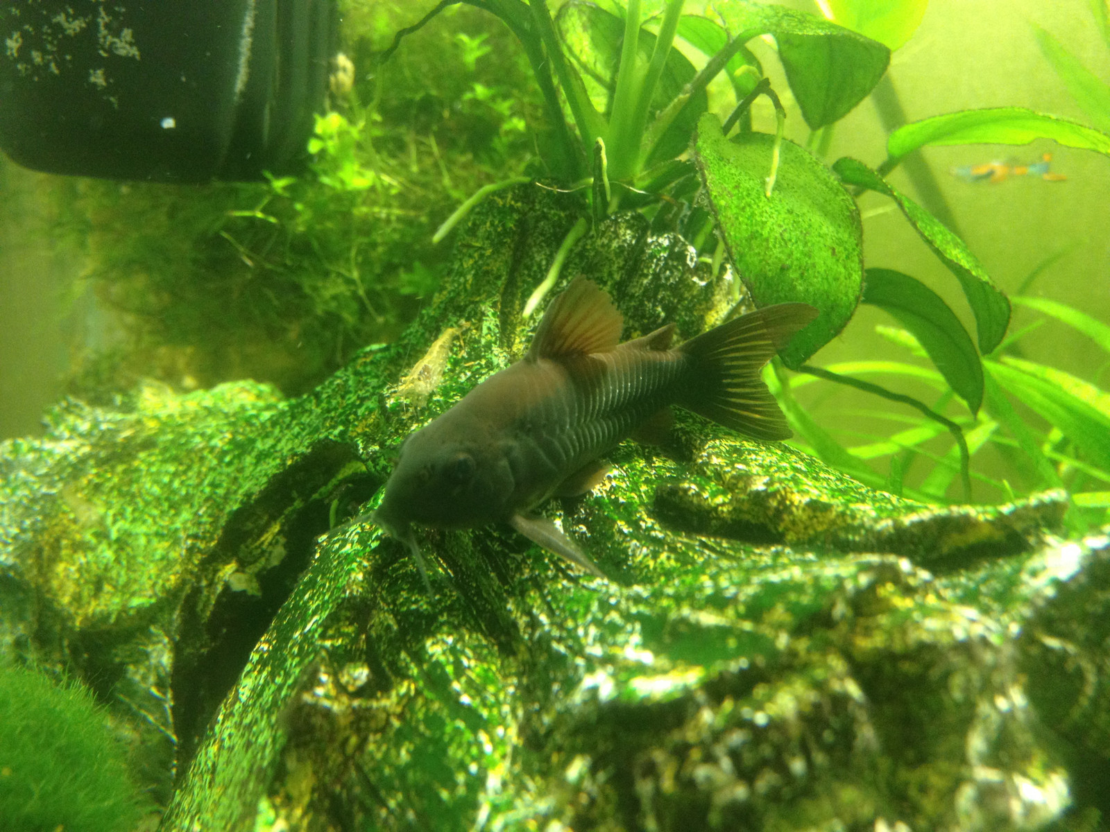 Corydoras sp. Black Venezuela - Моё, Рыба, Аквариум, Коридорас, Животные