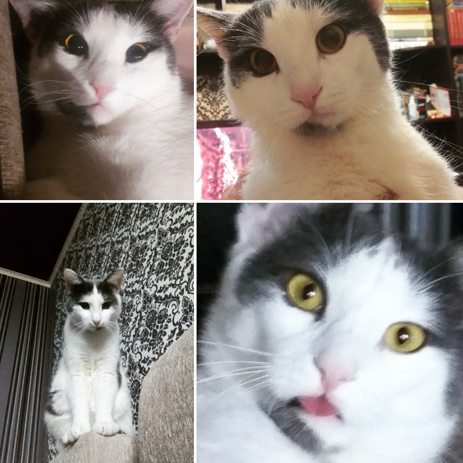 My charismatic cat - My, cat, , Facial expressions