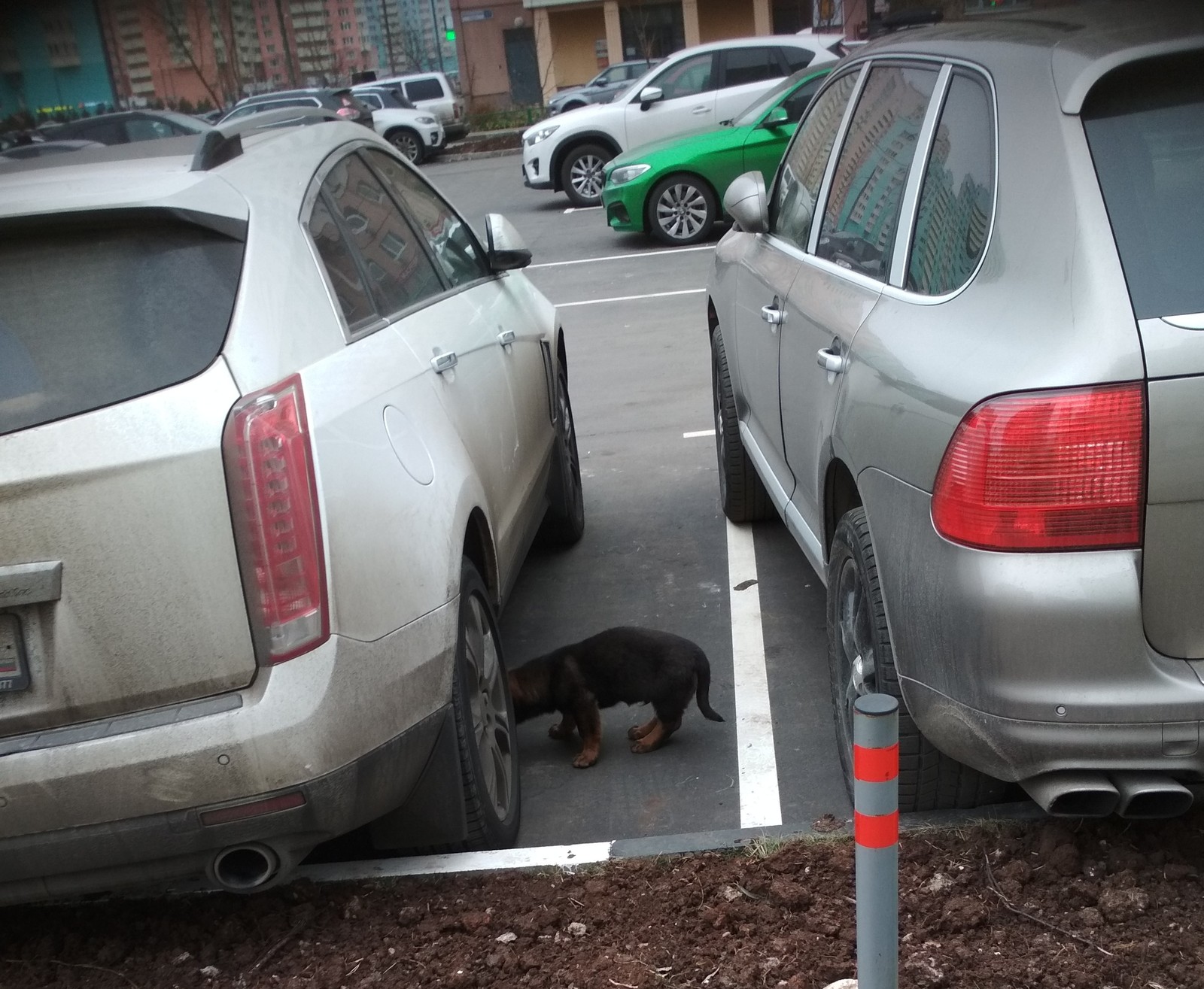 Puppy in the parking lot - Puppies, Looking for a home, In good hands, , Krasnogorsk, Подмосковье, 