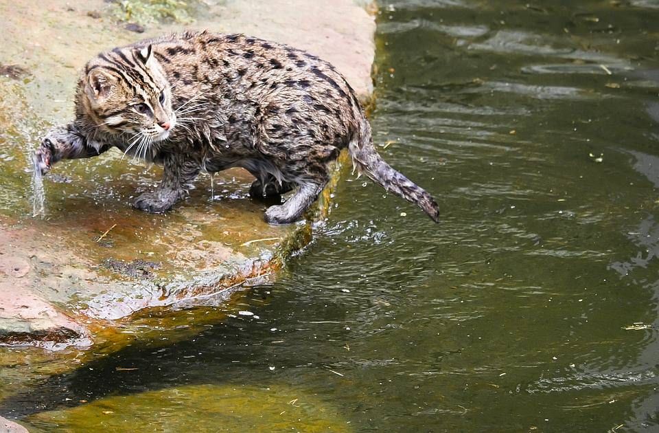 ЭТОТ ВИД ДИКИХ КОШЕК НАХОДИТСЯ НА ГРАНИ ИСЧЕЗНОВЕНИЯ! - Кот, Помощь, Кошка-Рыболов, Виверровые, Вымирающий вид, Длиннопост