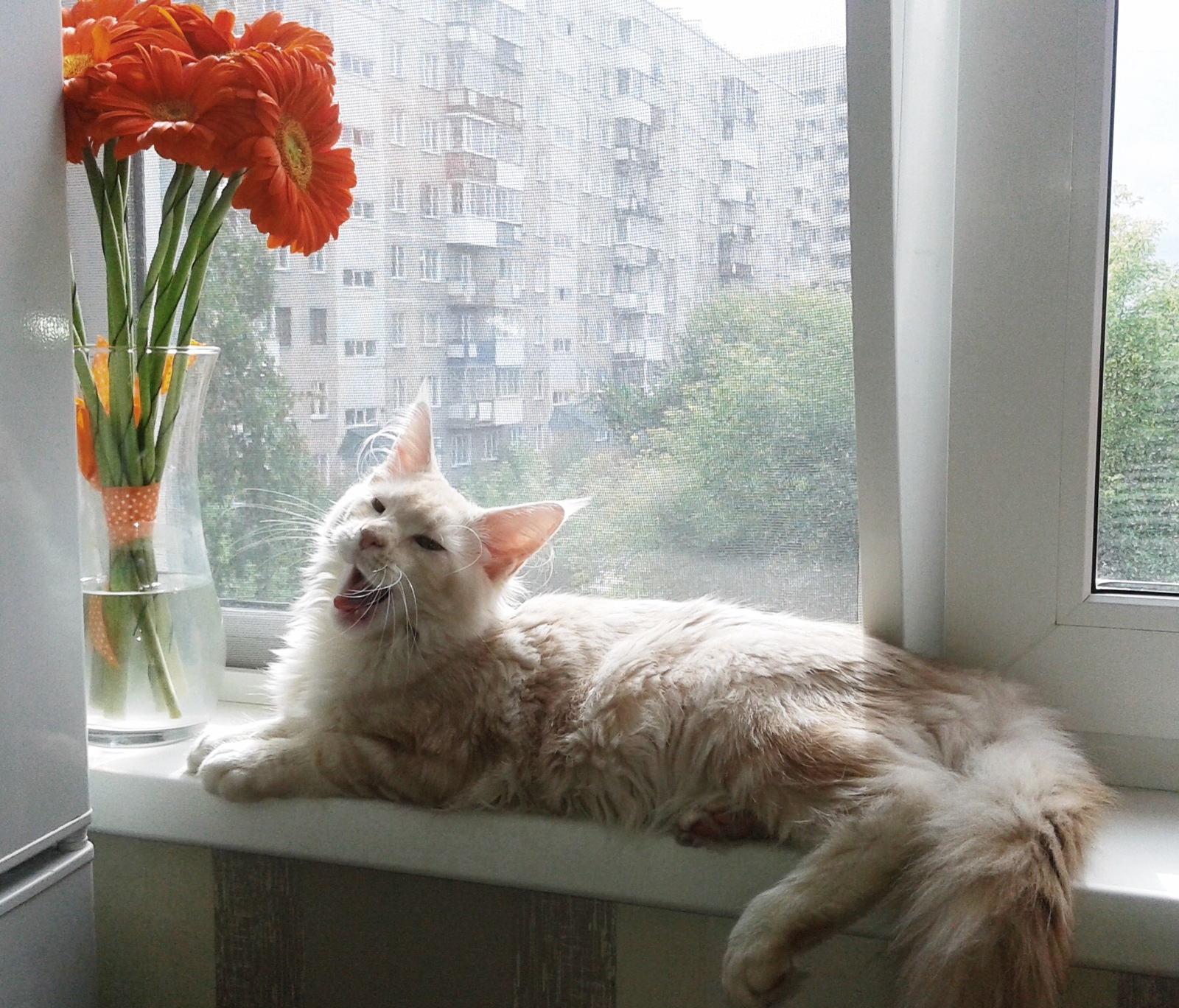 Photogenicity itself - My, Maine Coon, Paws, Ears, Tail, Longpost, cat