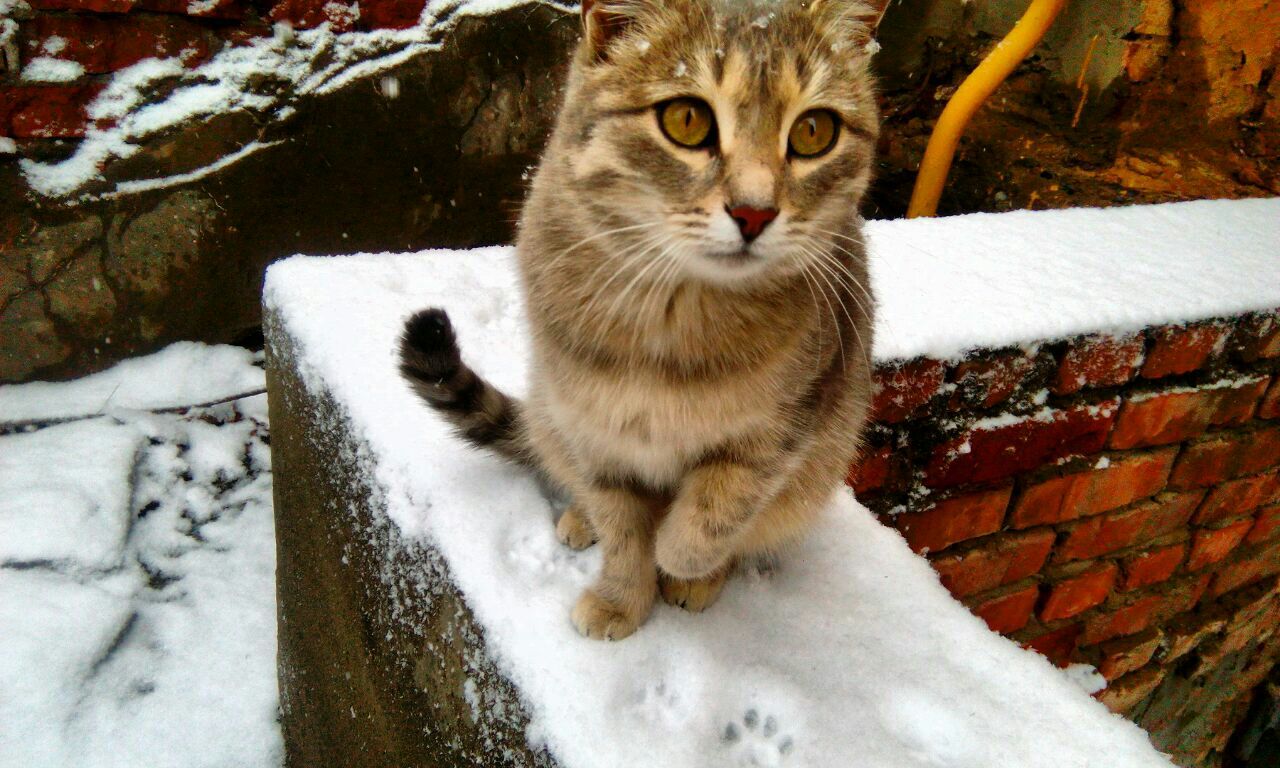 Snow. - My, cat, Snow, The photo