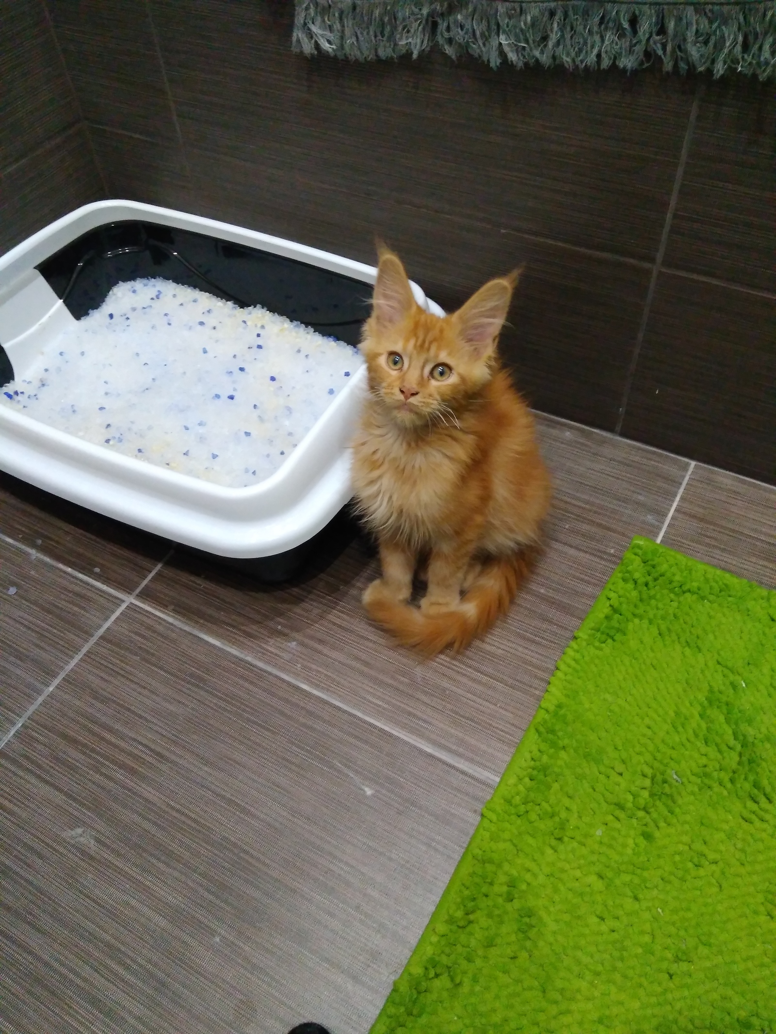 The dream came true) Maine Coon lives with us!) Part 2. - My, Maine Coon, Grows, Longpost, cat