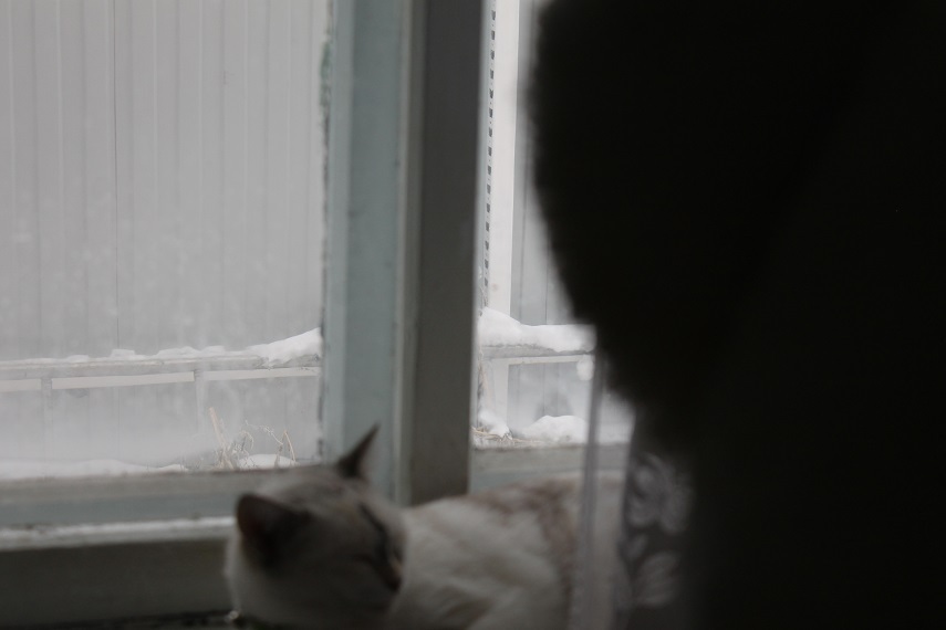 My personal Cotoland 103 - My, cat, Shelter, Help, Kindness, Lipetsk, Cotoland, In good hands, Longpost, Shelter Cotoland