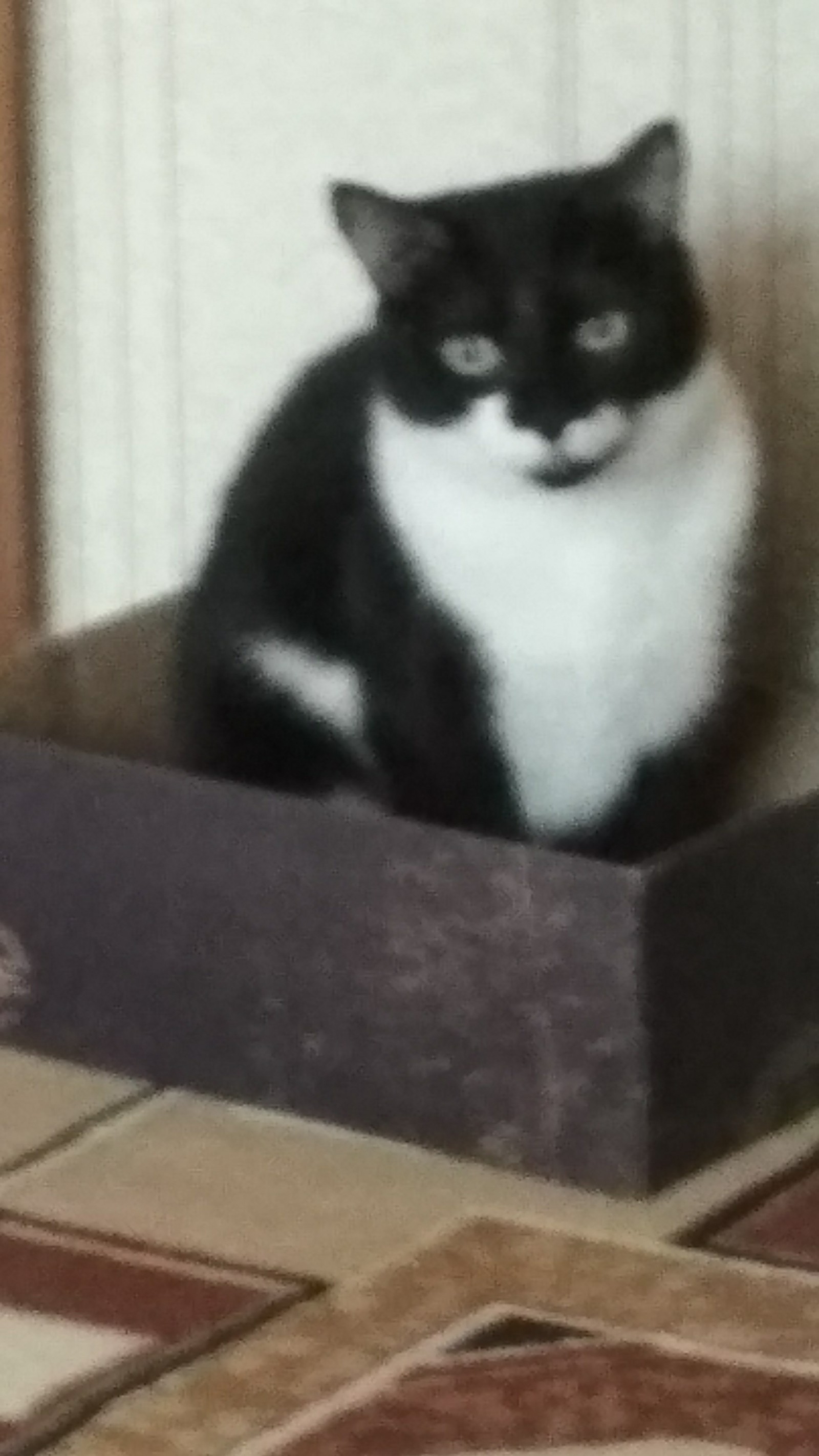 My face when they took their favorite seat and had to move into a box - My, cat, Kittens, Barsik, Pain, Longpost