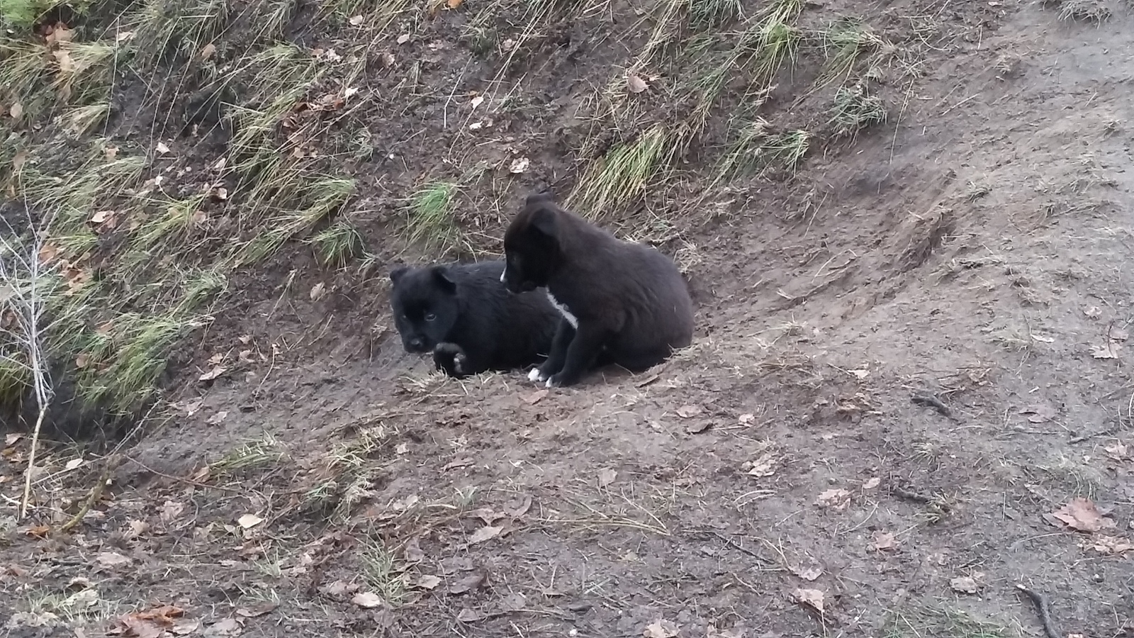 Two sets of twins - My, Puppies, Pipe, Childbirth, Winter, Longpost