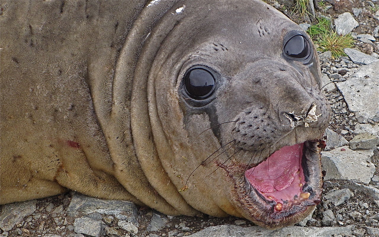 Book of Animals: Southern Elephant Seal - My, , Animal book, Animals, Wild animals, Longpost