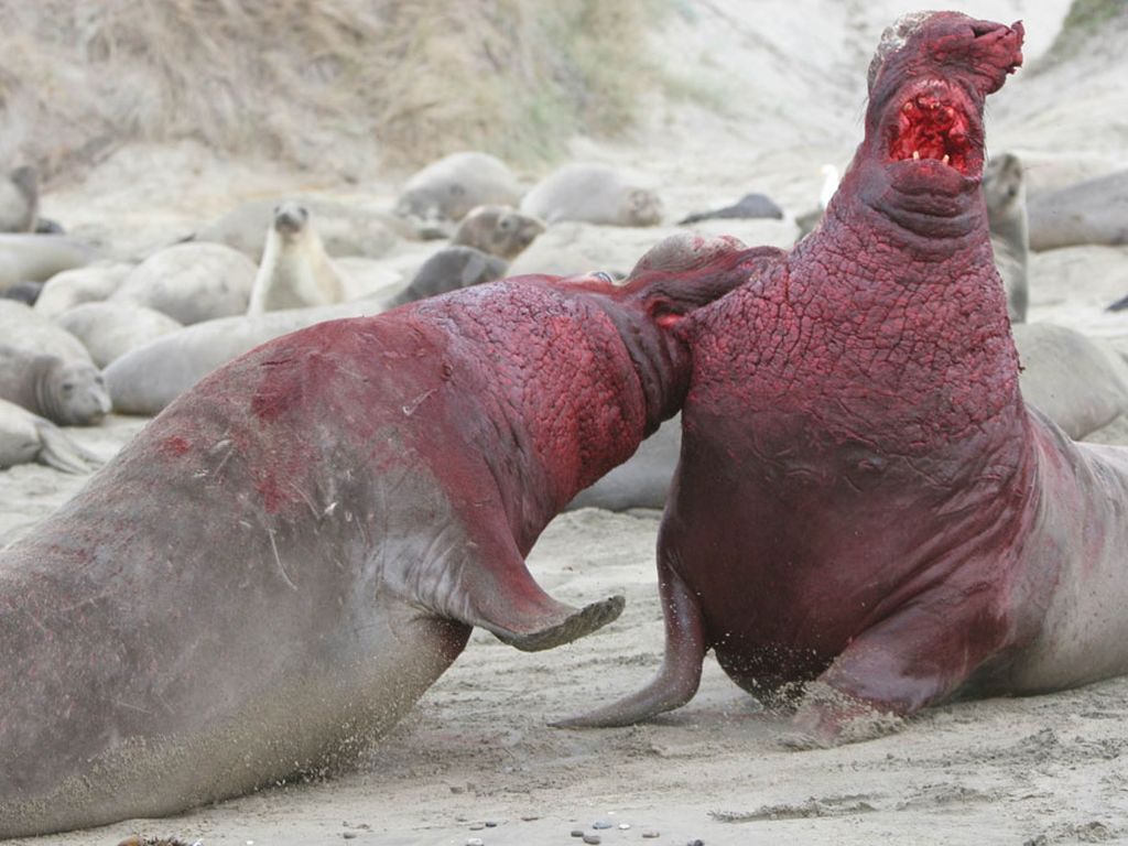 Book of Animals: Southern Elephant Seal - My, , Animal book, Animals, Wild animals, Longpost