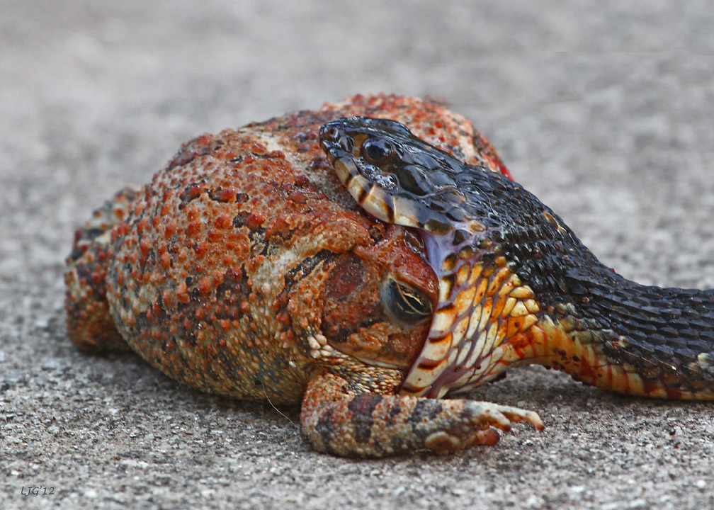 The rarest symbiosis of animal relationships in nature: a toad checks the tonsils of a snake - Nature, Toad, Snake, wildlife, The photo