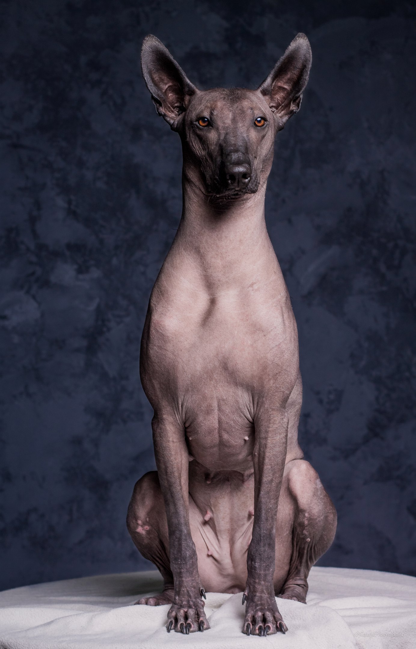 Oh, what kind of dog is this? - My, Dog, Longpost, Animals, Xoloitzcuintli