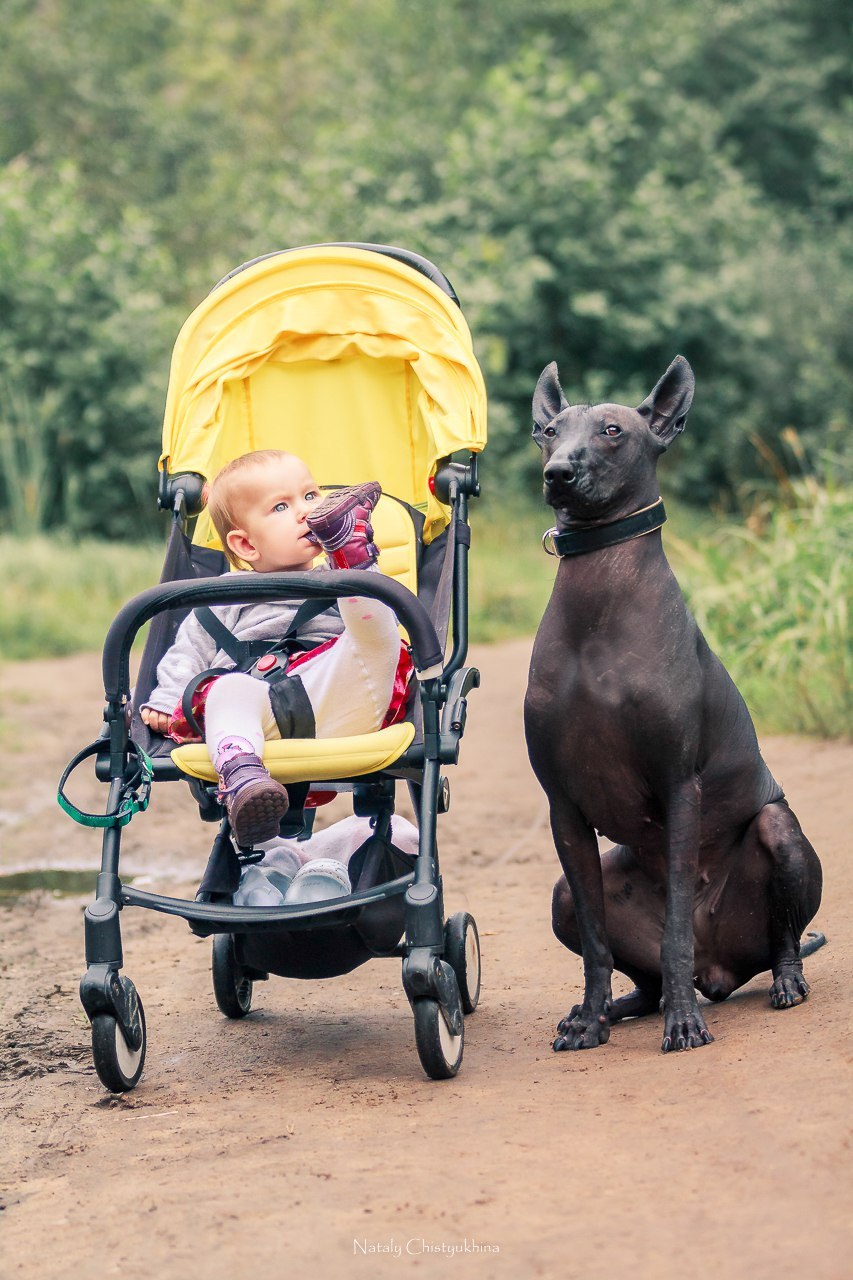 Oh, what kind of dog is this? - My, Dog, Longpost, Animals, Xoloitzcuintli