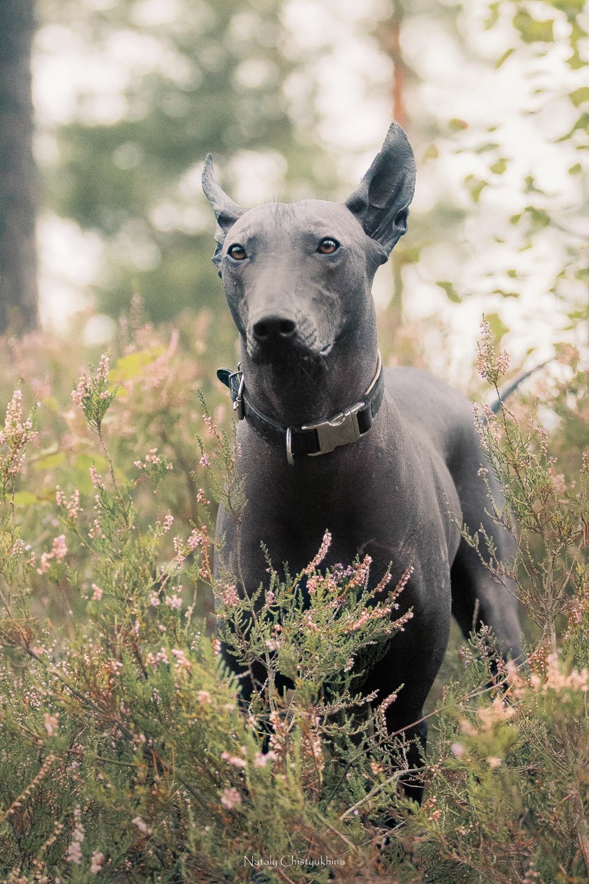 Oh, what kind of dog is this? - My, Dog, Longpost, Animals, Xoloitzcuintli