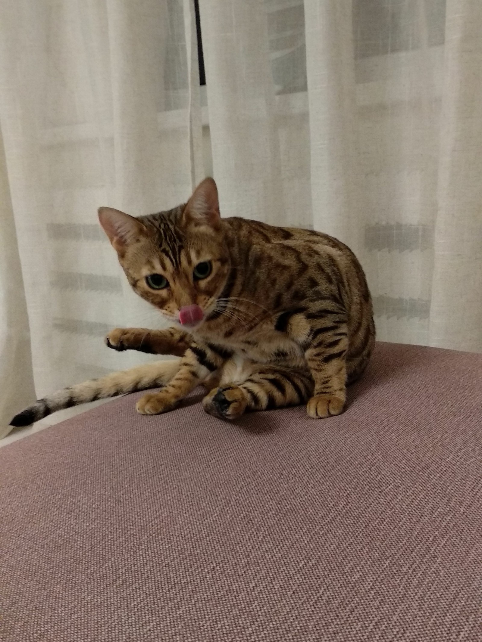 Mia showed her tongue :) - My, Bengal cat, Language, cat, Catomafia, Fluffy, Moscow