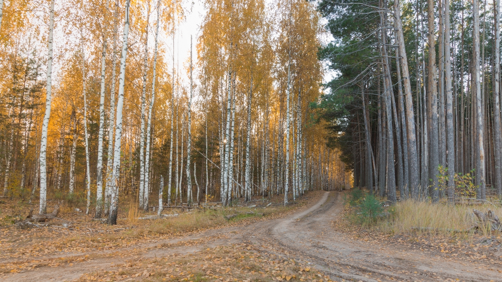 Lake Izyary in October - My, Chuvashia, Cheboksary, Zavolzhye, , Lake, Forest, Autumn, October, Longpost