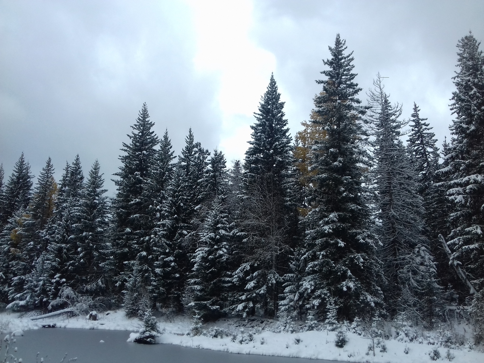 Snow in the forest! - My, Winter, Snowball, Autumn, The nature of Russia, Longpost