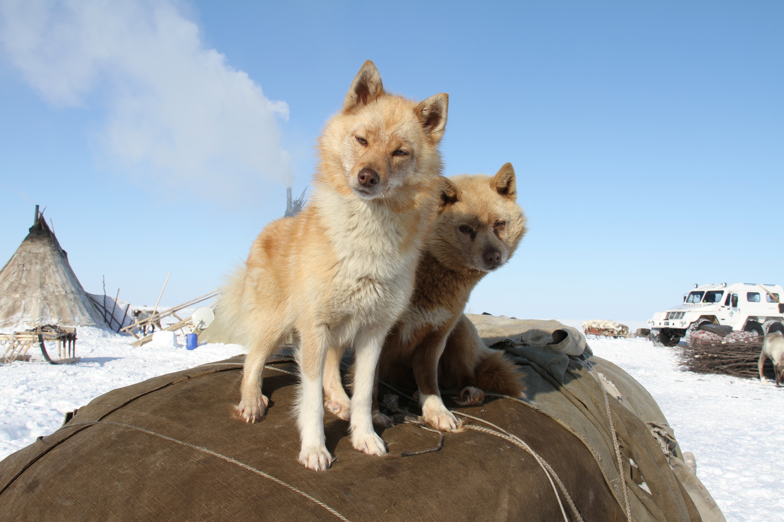 Northern Helpers - , YaNAO, Assistant, Dog, Animals