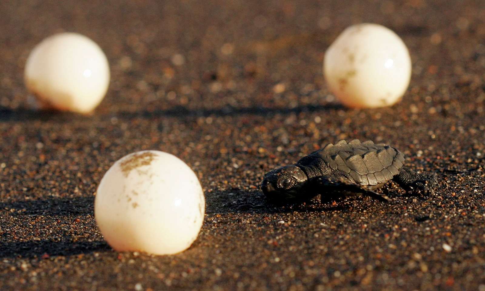 Яйцо ящера. Яйца ящерицы. Размер яйца ящерицы. Яйца ящерицы в песке. Яйца ящерицы обыкновенной в песке.