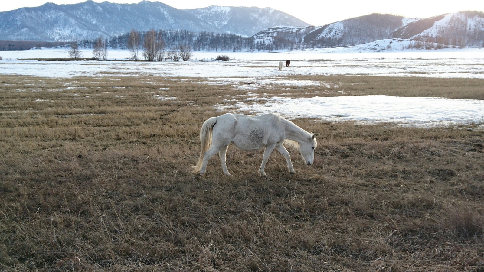 Altai photo. All photos are taken from the phone. - My, Mountain Altai, The photo, Longpost, Altai Republic