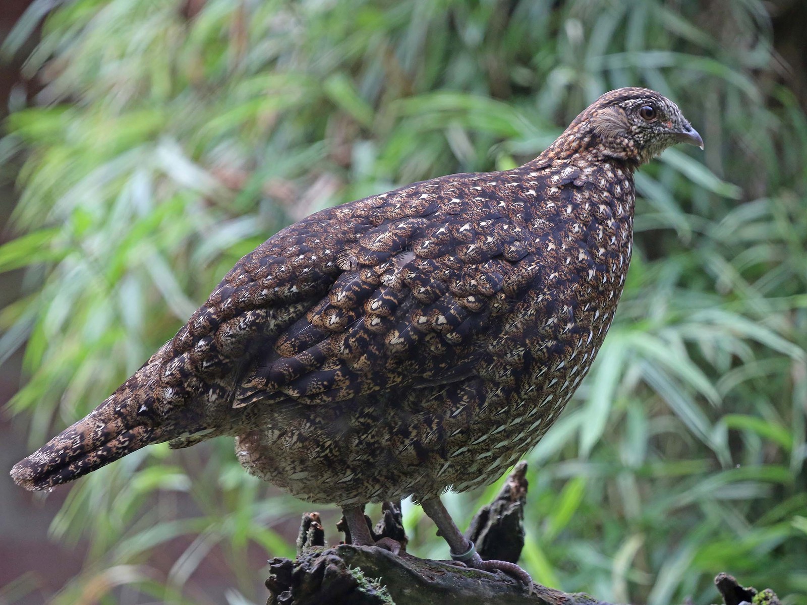 Amazing Tragopans - Birds, Pheasant, Biology, Zoology, Informative, Video, Longpost