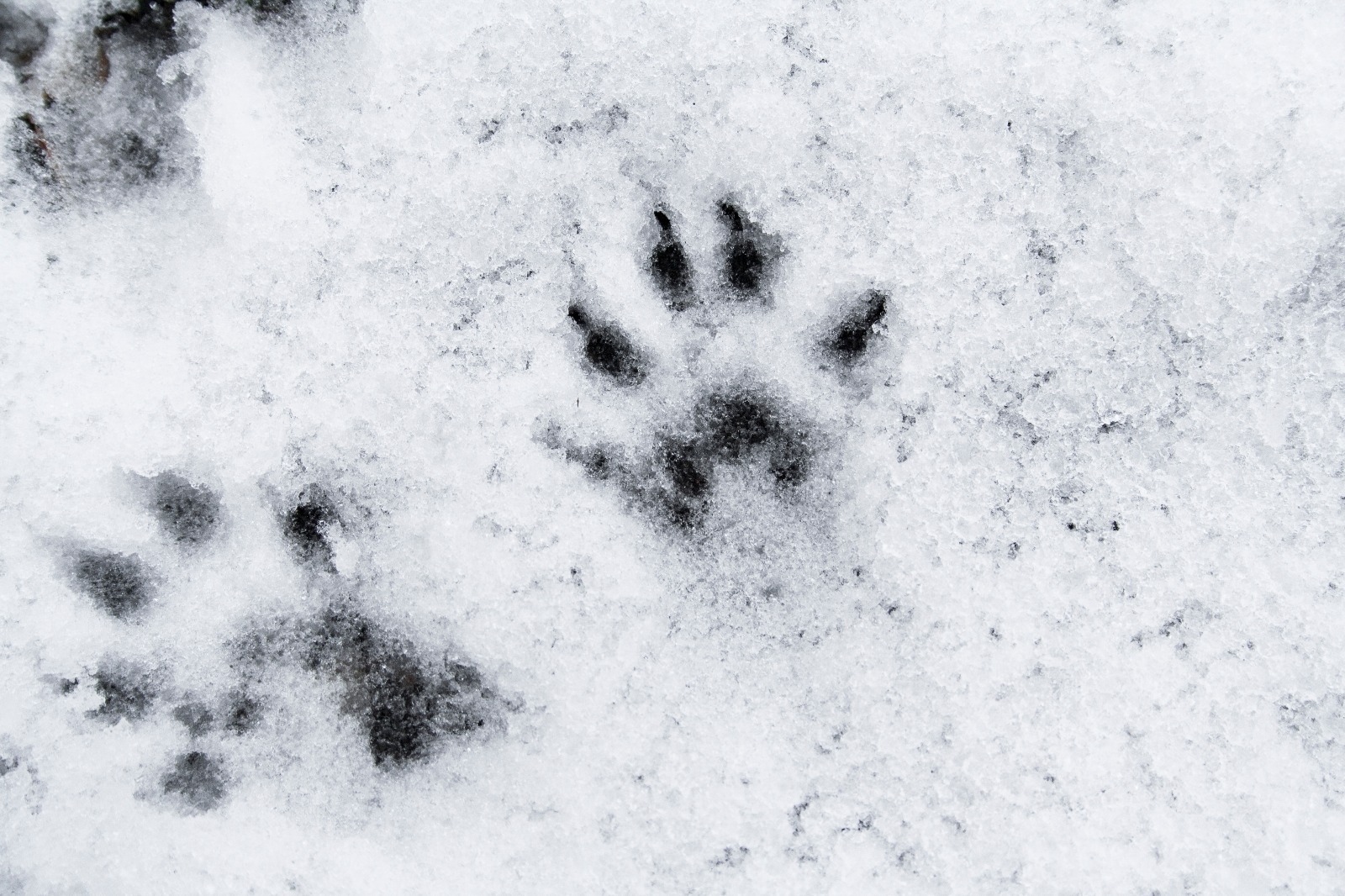 Traces of unseen beasts - My, Mink, Mink in the house, Snow, Paws