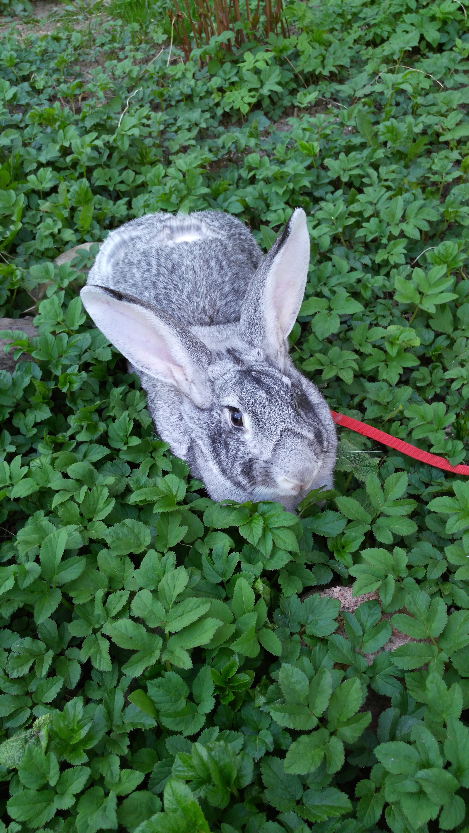 plump rabbit - My, My, Rabbit, Pets, Fluffy, Longpost