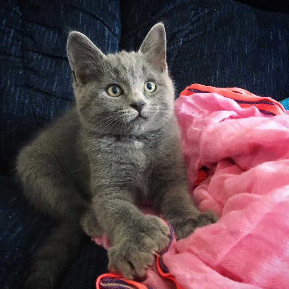 Kittens with bear paws - cat, Help, Polydactyly, Longpost