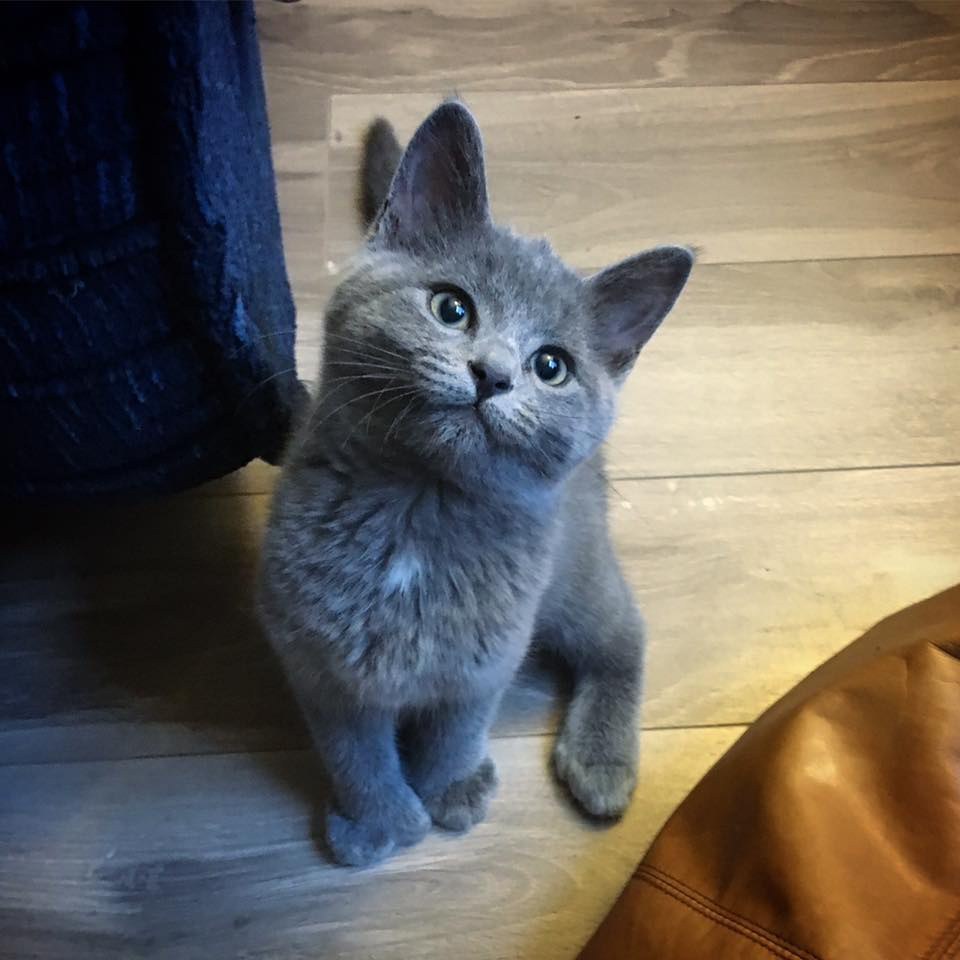 Kittens with bear paws - cat, Help, Polydactyly, Longpost