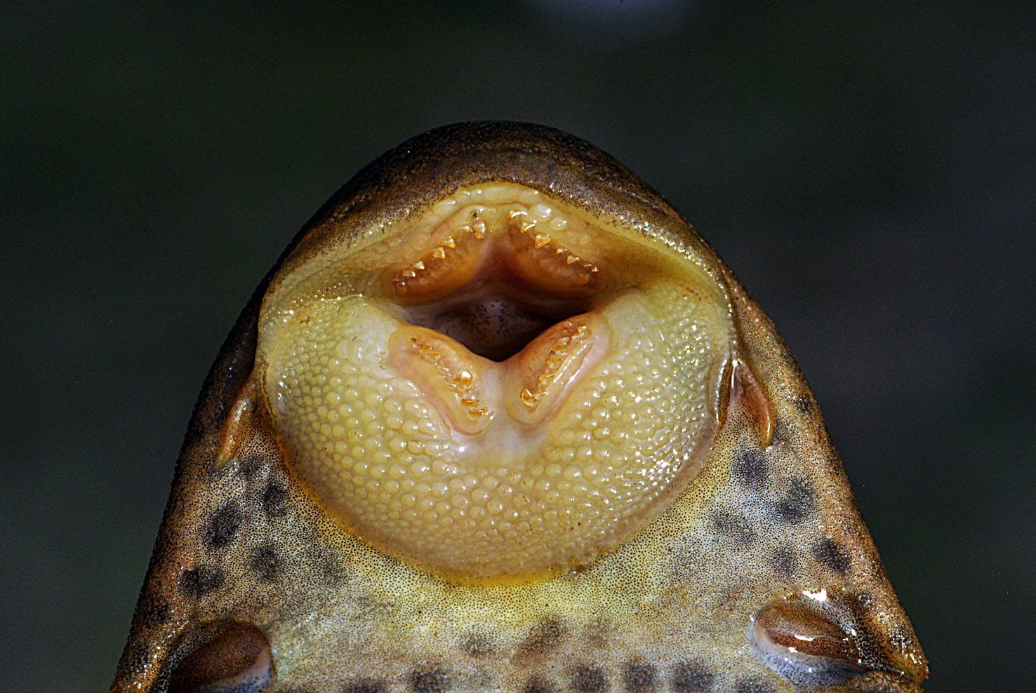 Mouth sucker catfish Hypostomus hemicochliodon - Catfish, Aquarium fish