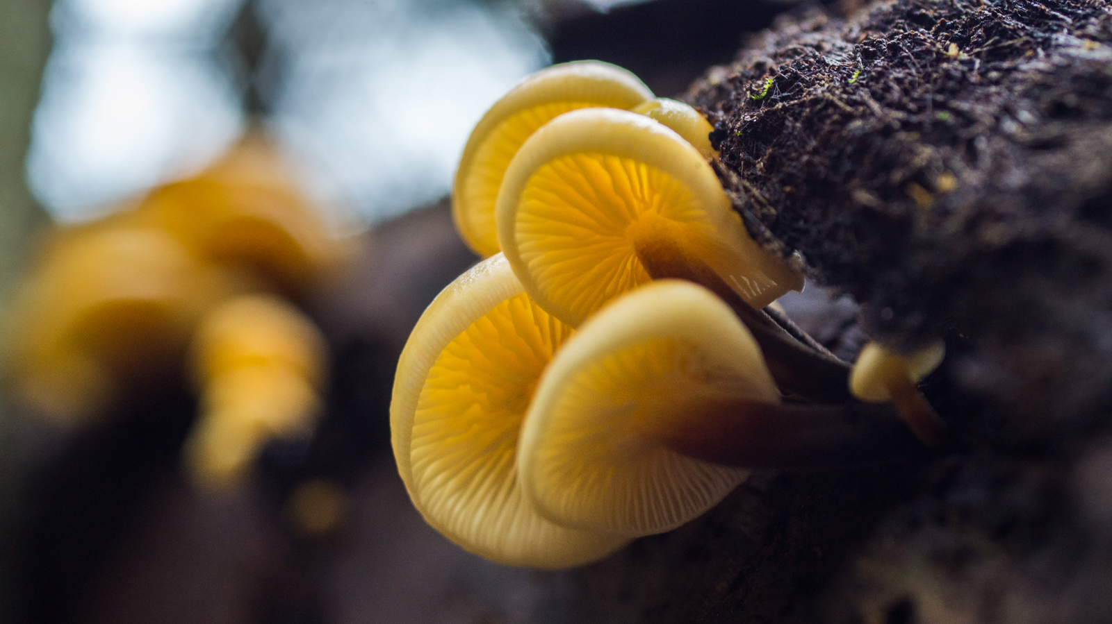Mushrooms+ - My, Mushrooms, , Nature, Autumn, Nature photo, Macro, The photo, Longpost, Macro photography