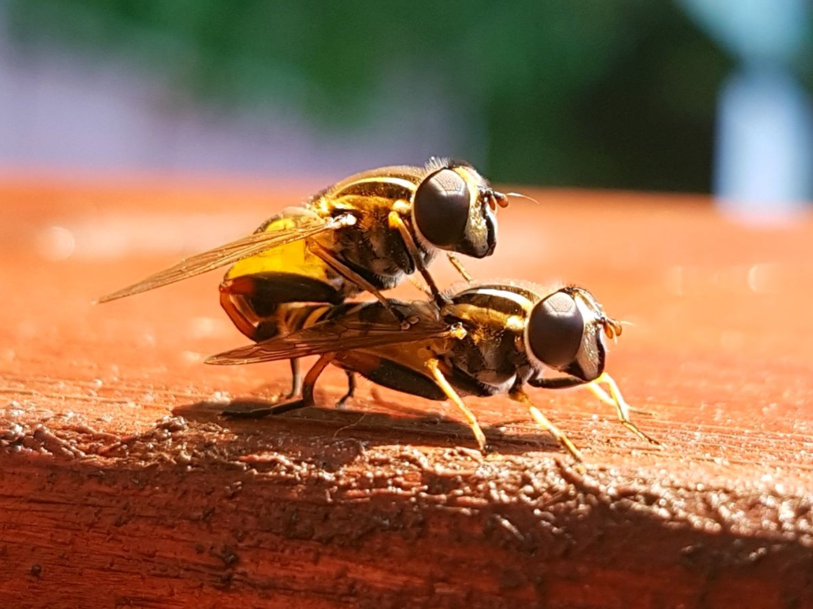 When I decided to delete old photos from my phone - My, The photo, Nature, Wasp, Strawberry