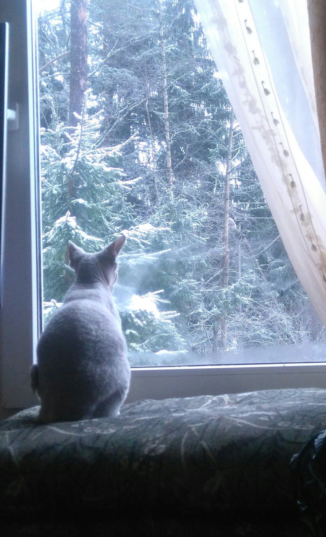 Feline sadness - My, cat, Sadness, Winter